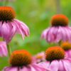 Anemone hupensis  ́ Prinz Heinrich ́ - Image 3