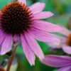 Anemone hupensis  ́ Prinz Heinrich ́ - Image 5