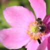 Anemone hupensis  ́ Prinz Heinrich ́